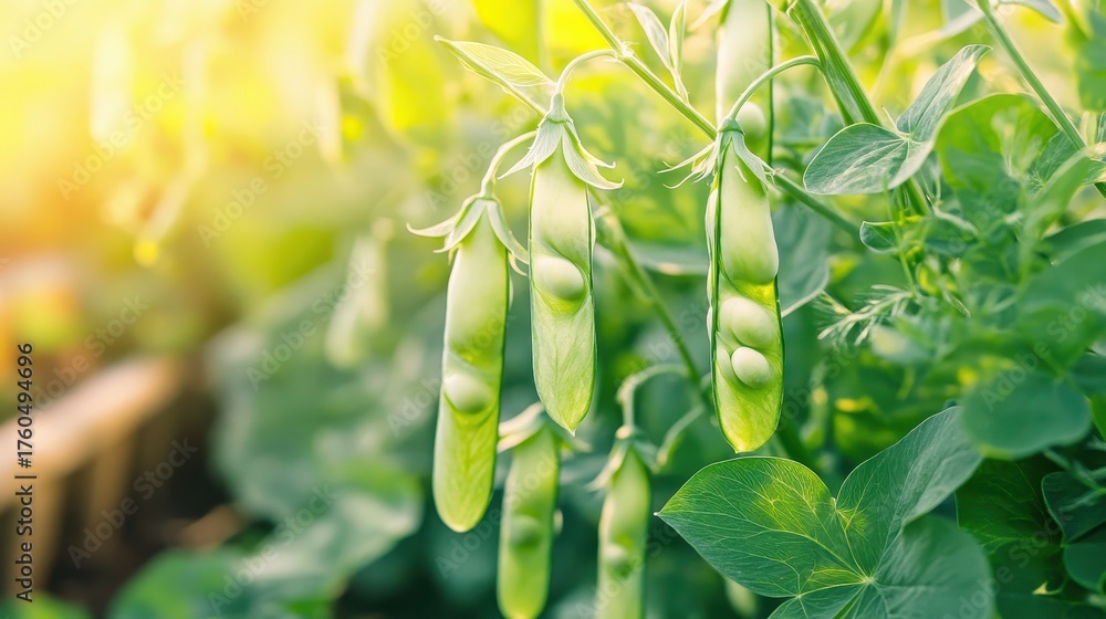 Obraz premium Pea plants with pods in sunlight growing in garden
