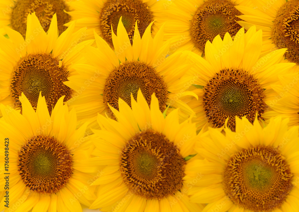 Obraz premium Sunflowers close up background