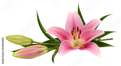 Pink lily flower and buds isolated on transparent background