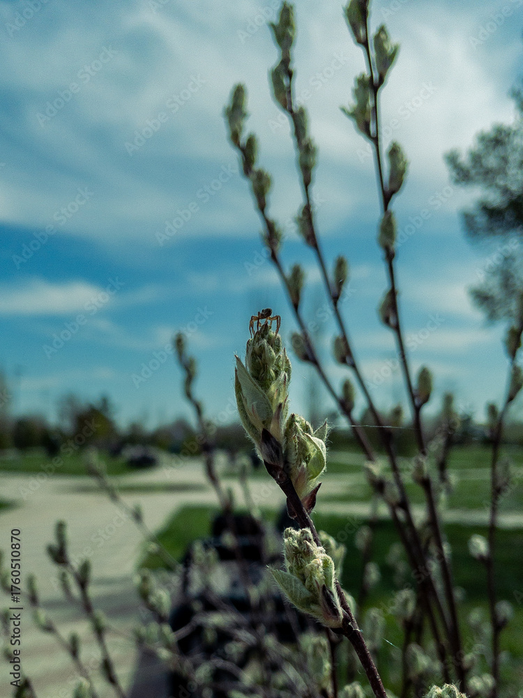 Fototapeta premium Macro photo of tiny spider on the bud of the flower taken in sunny day