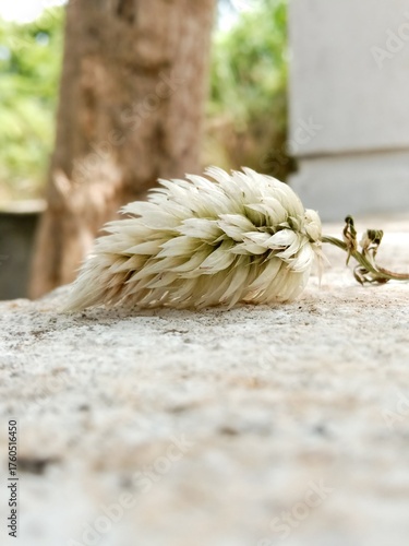 A white celosia argentea flower is positioned on a stone surface, highlighting its delicate petals.
