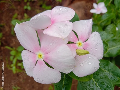 A vibrant pink Madagascar periwinkle flowers featuring fresh water droplets on its surface.