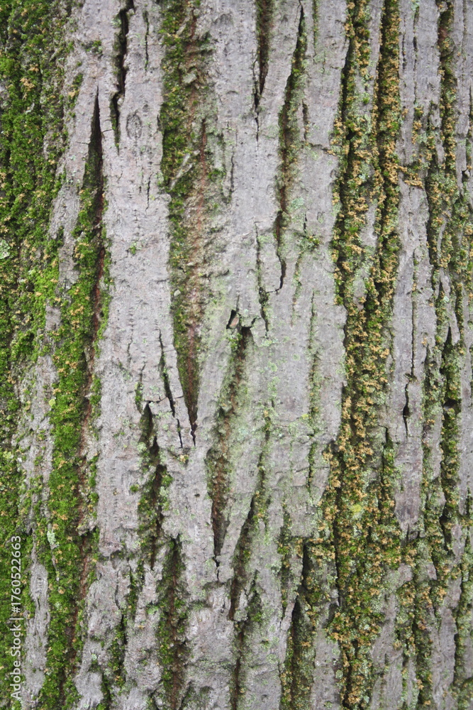 Obraz premium tree bark texture