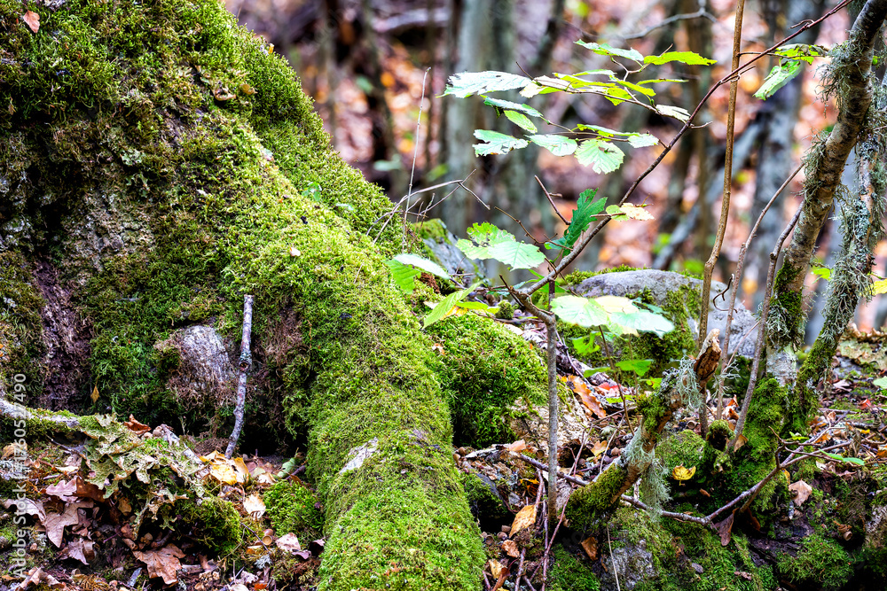 Obraz premium Musgo en el abedular
