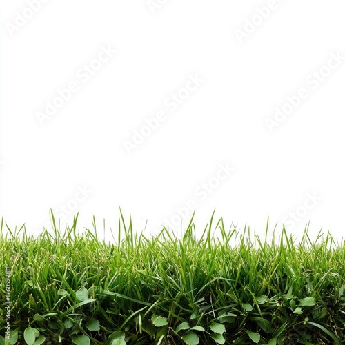 Fresh green grass border against white background