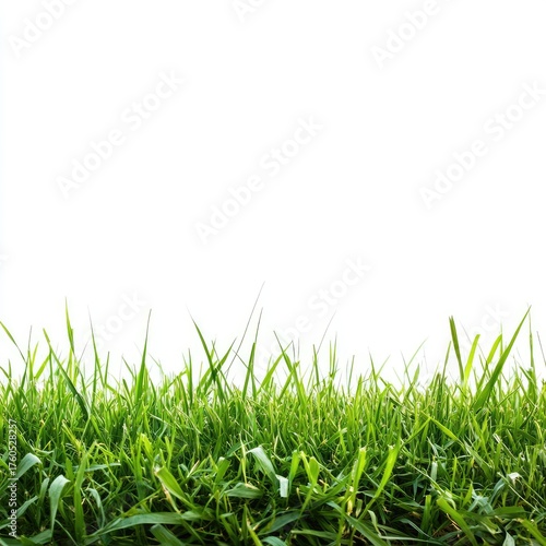 Close-up of vibrant green grass against a white background (7)