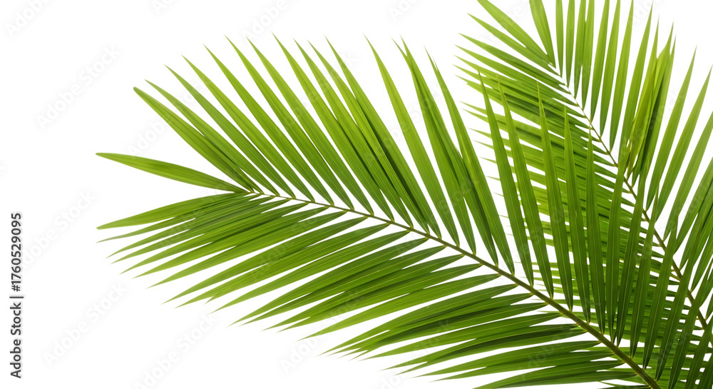 Fototapeta premium Green palm fronds isolated on transparent background