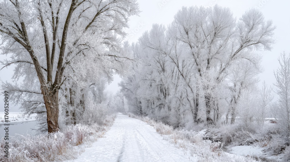 Fototapeta premium A serene winter scene showcasing a snow-covered path bordered by tall frosted trees. The landscape is peaceful and quiet creating a chilly atmosphere by the river under a cloudy sky.