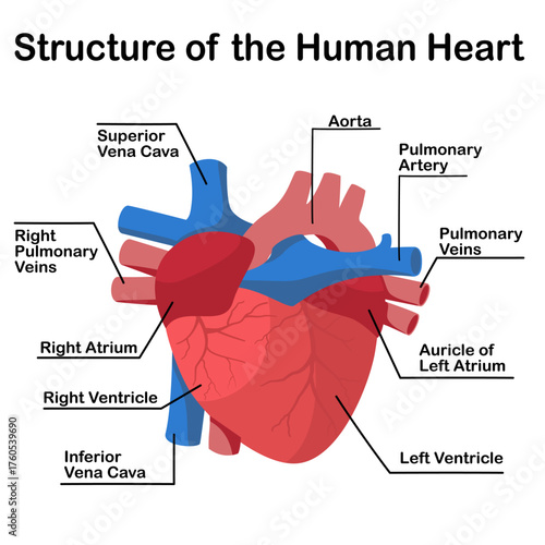 Labeled Human Heart Anatomy Diagram – Chambers, Valves and Major Vessels for Educational Use
