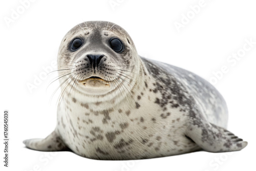 Cute spotted seal pup lying down isolated on transparent background looking at camera