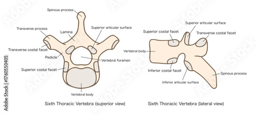 第6胸椎の解剖学、上面図と側面図