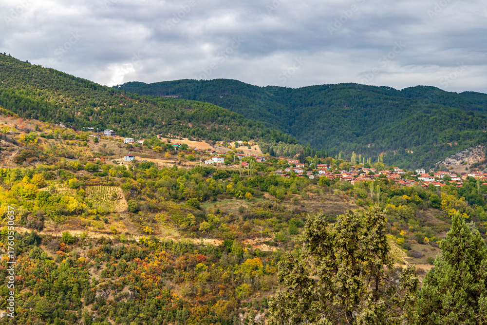 Obraz premium vineyard in the provence