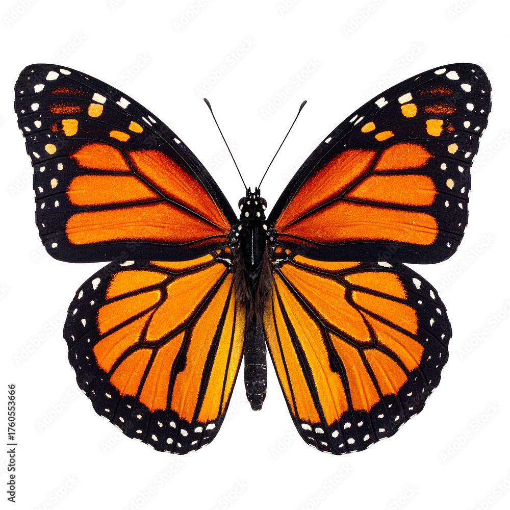 Fototapeta premium PNG Monarch Butterfly in Detail: Capturing the intricate beauty of a monarch butterfly, its vibrant orange wings marked with distinctive black veins and white spots, showcasing nature's artistry.