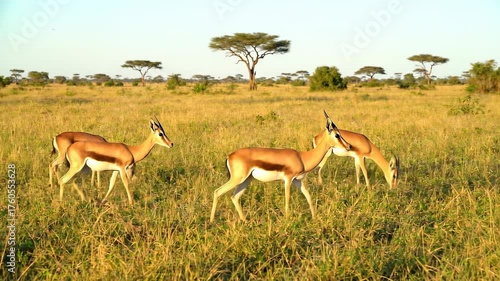 Gazelles grazing peacefully in a golden savanna landscape