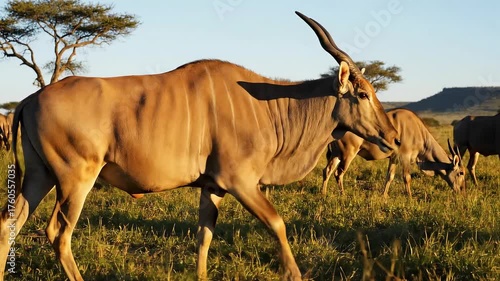 Eland standing in a grassy field with other antelope in Africa