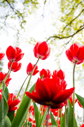 Tulpen