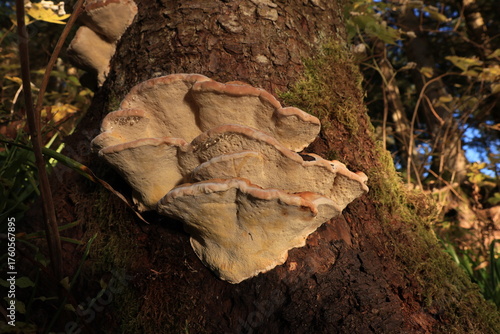 Herbst-Bilder aus dem Nordschwarzwald