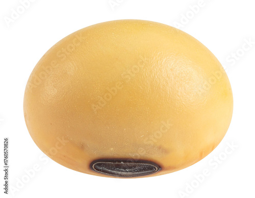 Soybean seed close up with a transparent background. Representing healthy food, plant based protein, and oil production ingredient