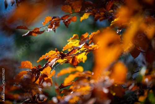 Herbst
