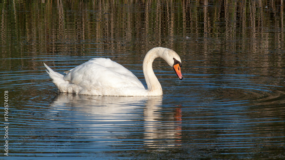 Fototapeta premium swan on the lake