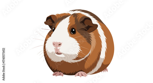 A cute brown and white guinea pig on a white background.