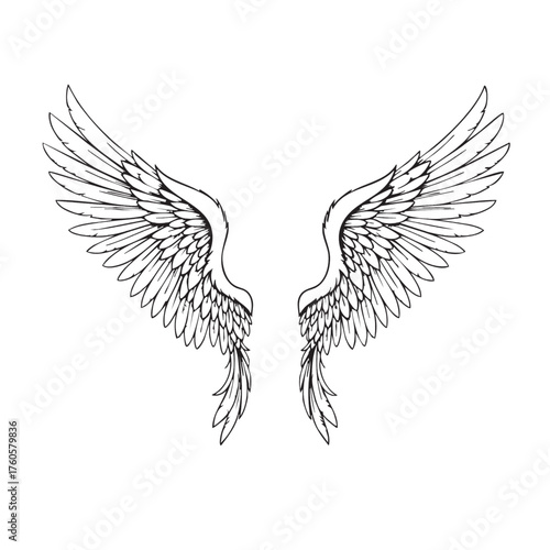 Hand drawn illustration of a pair of majestic spread angel wings.