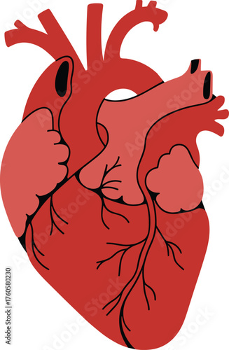 Human heart anatomy illustration, stylized medical artwork, circulatory system design, biology education graphic, anatomical organ drawing, science teaching icon
