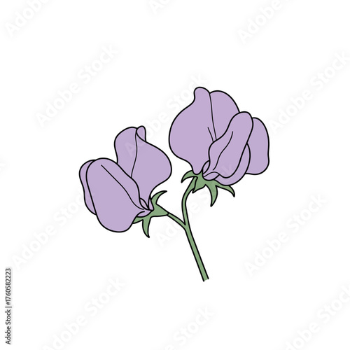A delicate vector illustration of a purple sweet pea flower with a clean black outline. Minimalist botanical art isolated on a white background