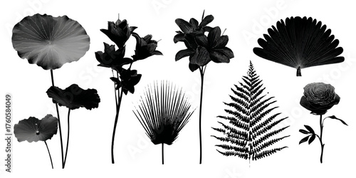 Collection of botanical silhouettes featuring lotus leaves hibiscus palm fan fern and lily bouquet elements silhouette