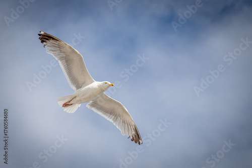 Möwe