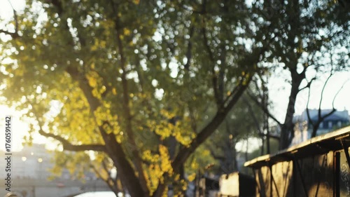 Golden sunlight filtering through tree leaves in paris