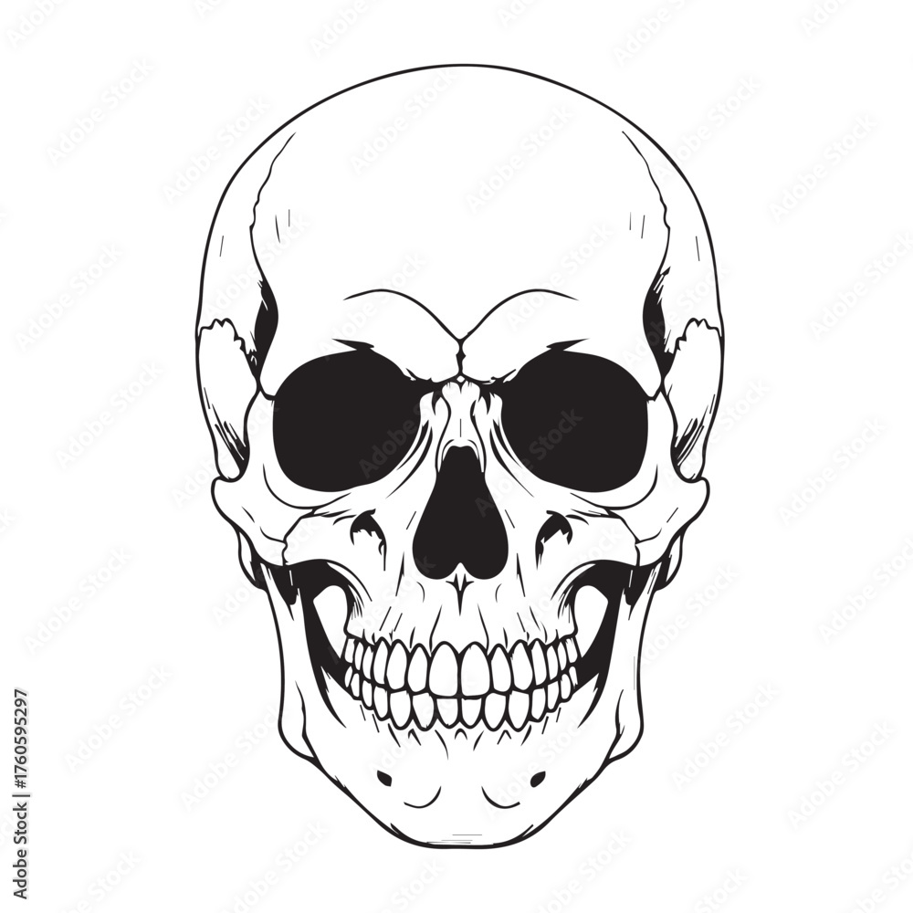Fototapeta premium Detailed Human Skull Line Art Illustration on White Background.