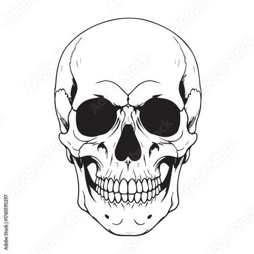 Detailed Human Skull Line Art Illustration on White Background.