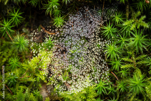 Water droplets in a spider web
