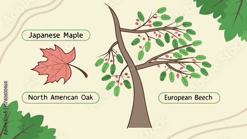 Illustrated Botanical Guide Featuring Japanese Maple Oak and Beech Trees