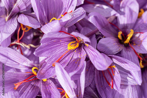 Purple carpet, saffron flowers covering the landscape