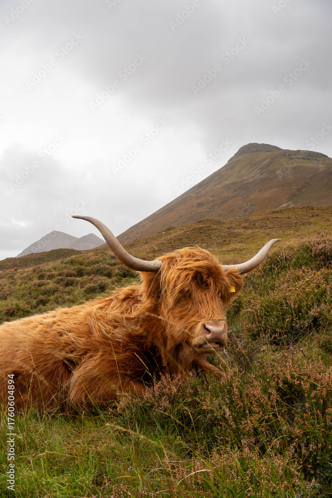 A Scottish Highland cow resting in a meadow Stock Photo | Adobe Stock