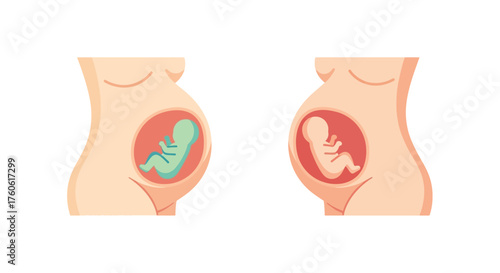 Visual depiction of fetal development stages inside a mother s womb