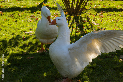Sun-kissed geese on the pasture