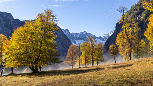 Ahornbäume im Nebel