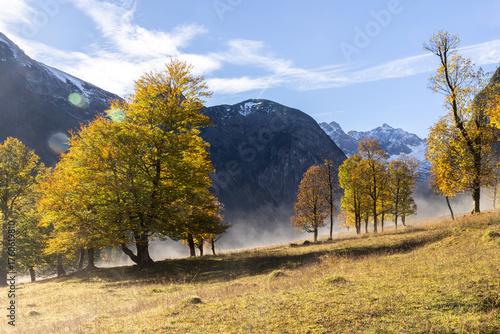 Ahornbäume im Herbst mit Nebel