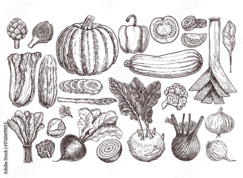 Set of various hand drawn vegetables. Sketches of different food. Organic healthy food. Sketch icon vegetables. Isolated on white