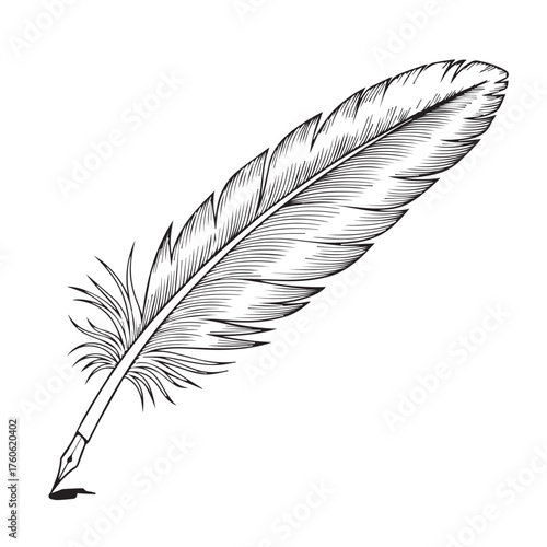 Elegant Feather Quill Pen Ink Drawing Illustration.