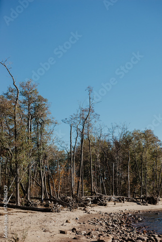 trees in the forest