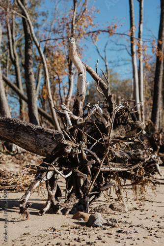 dead tree trunk