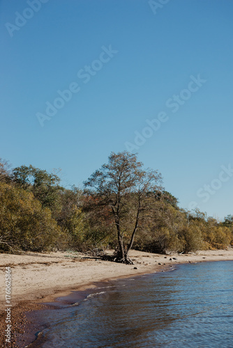 tree on the river