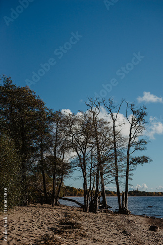 tree on the beach