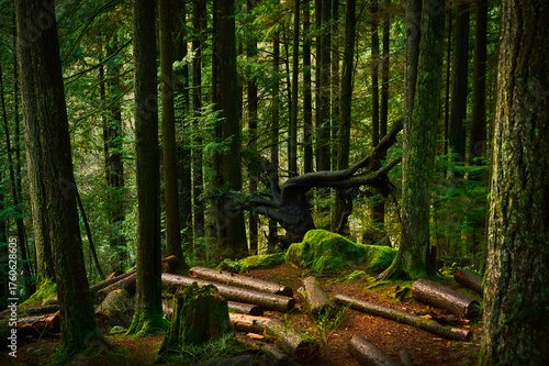 Pacific temperate rainforest, rich in moss, sword ferns, cedar trees, and fir trees. Vancouver, British Columbia, Canada