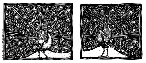 Peacock with spread tail feathers national bird of India. Beautiful peafowl in a vintage woodcut style. Set of vector illustrations.