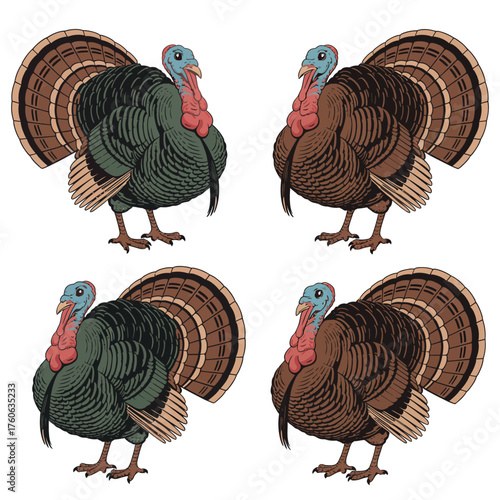 Four male turkeys displaying feathers against white background